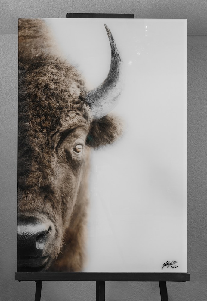Half Portrait Bison Acrylic