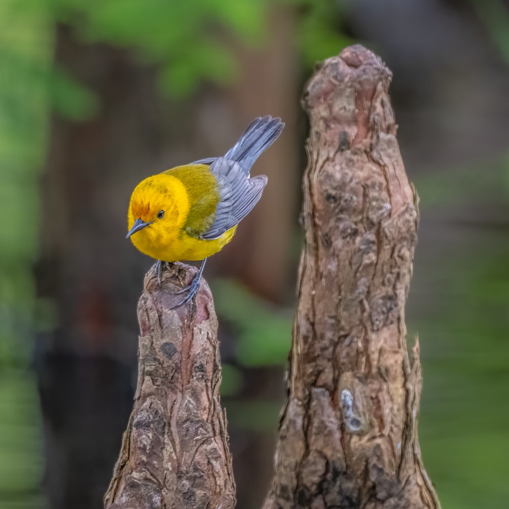 13 Prothonotary Warbler 3433  2 mwk4qe