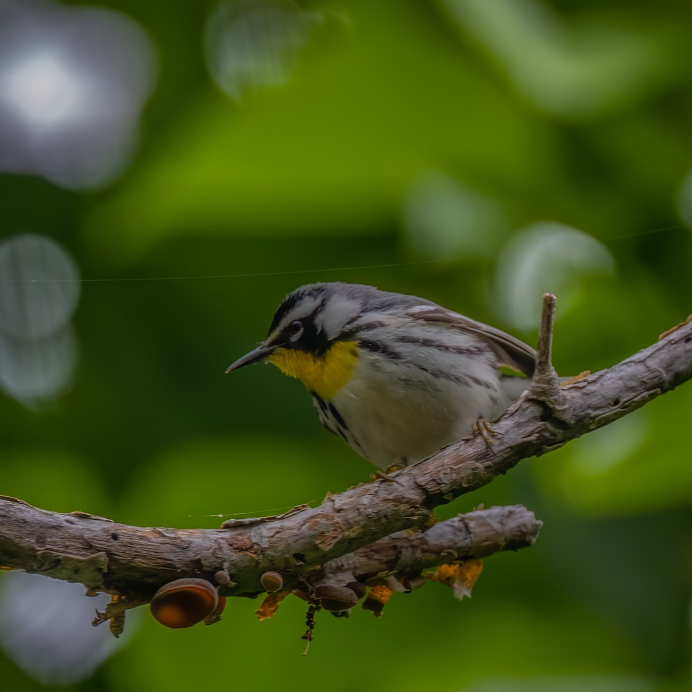 6 Yellow Throated Warbler 2989  2 koqrzb