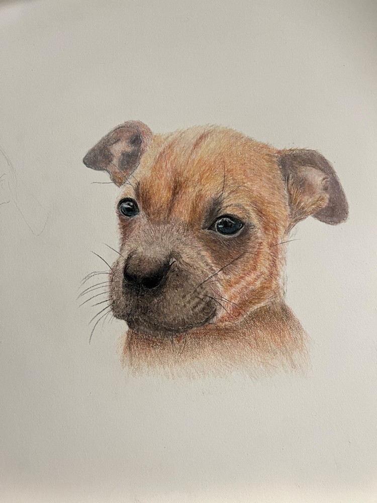 Bonnie Haig   Pitbull Pup Drawing