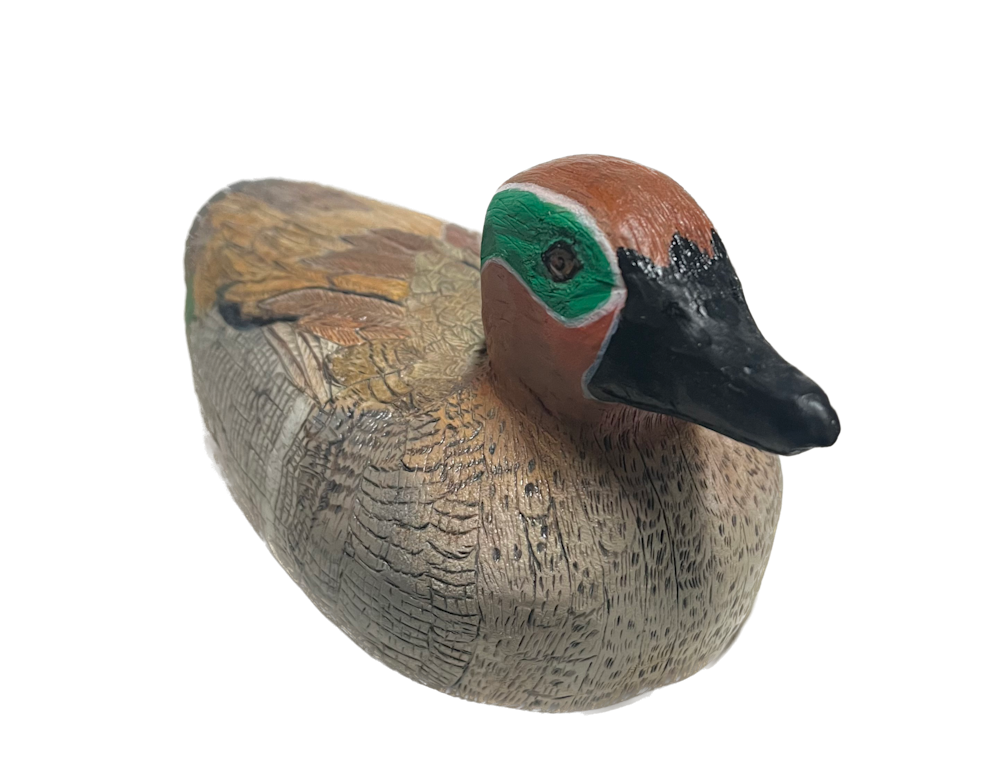 Green Winged Teal Background Removed