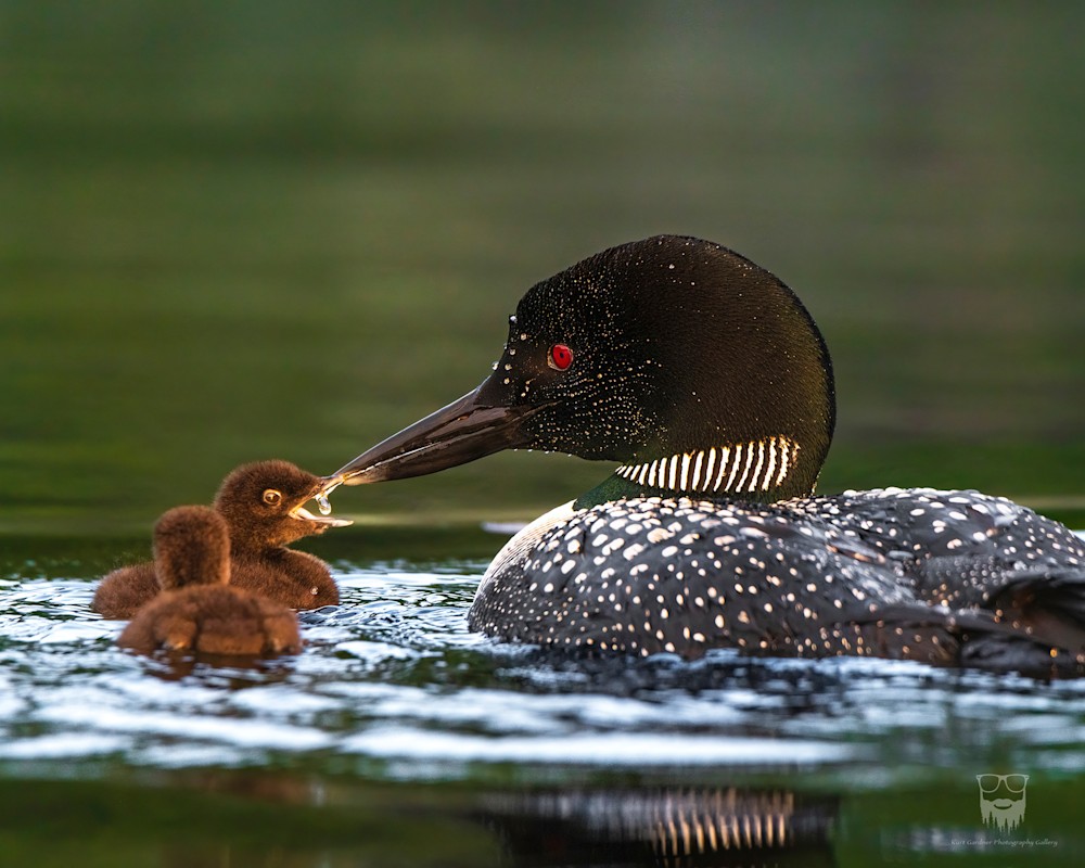 2025 Adirondack Calendar Kurt Gardner Photography Gallery