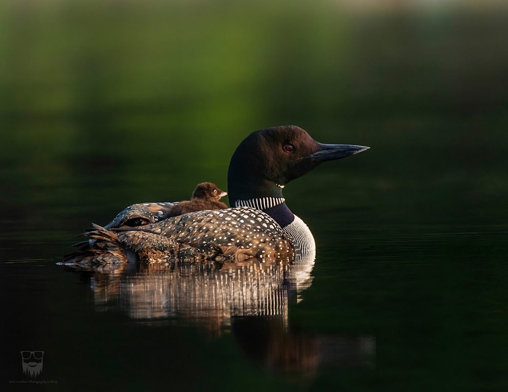 2025 Loon Calendar Kurt Gardner Photography Gallery