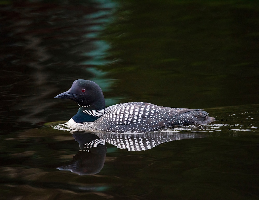 2025 Loon Calendar Kurt Gardner Photography Gallery