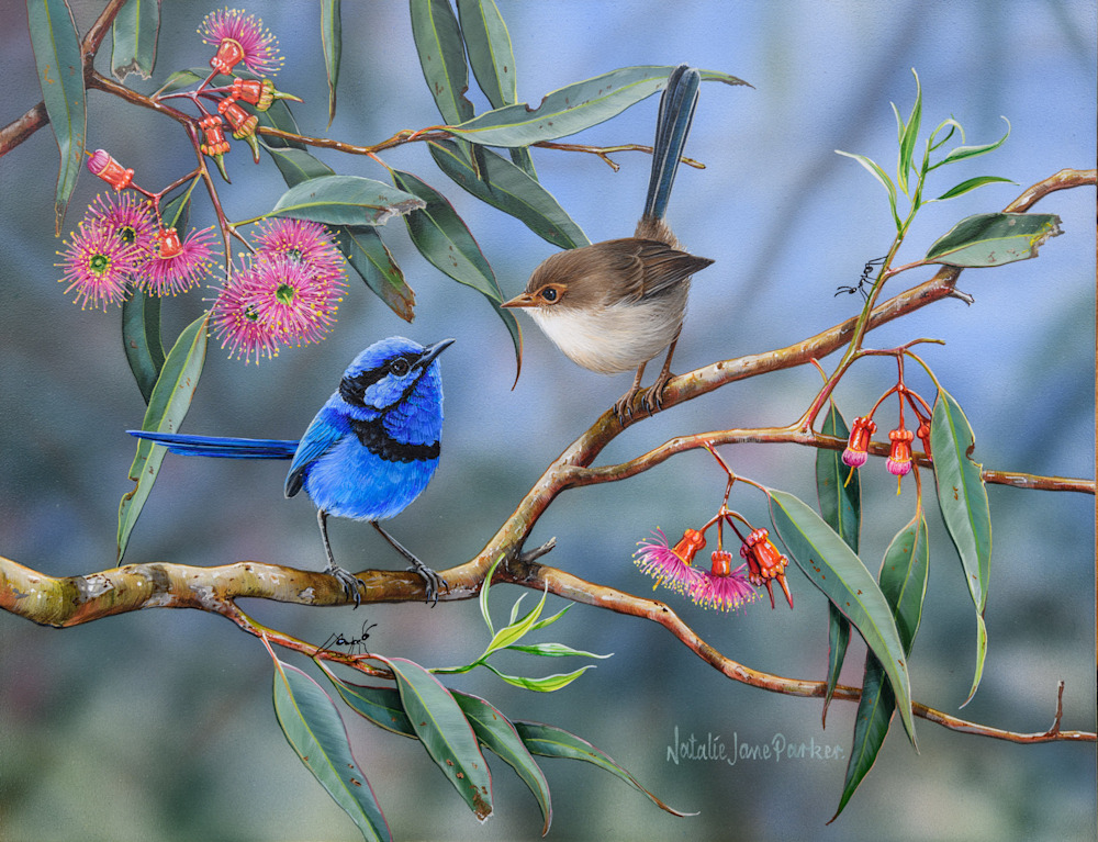 Coral Gum Attraction   Splendid fairy wrens