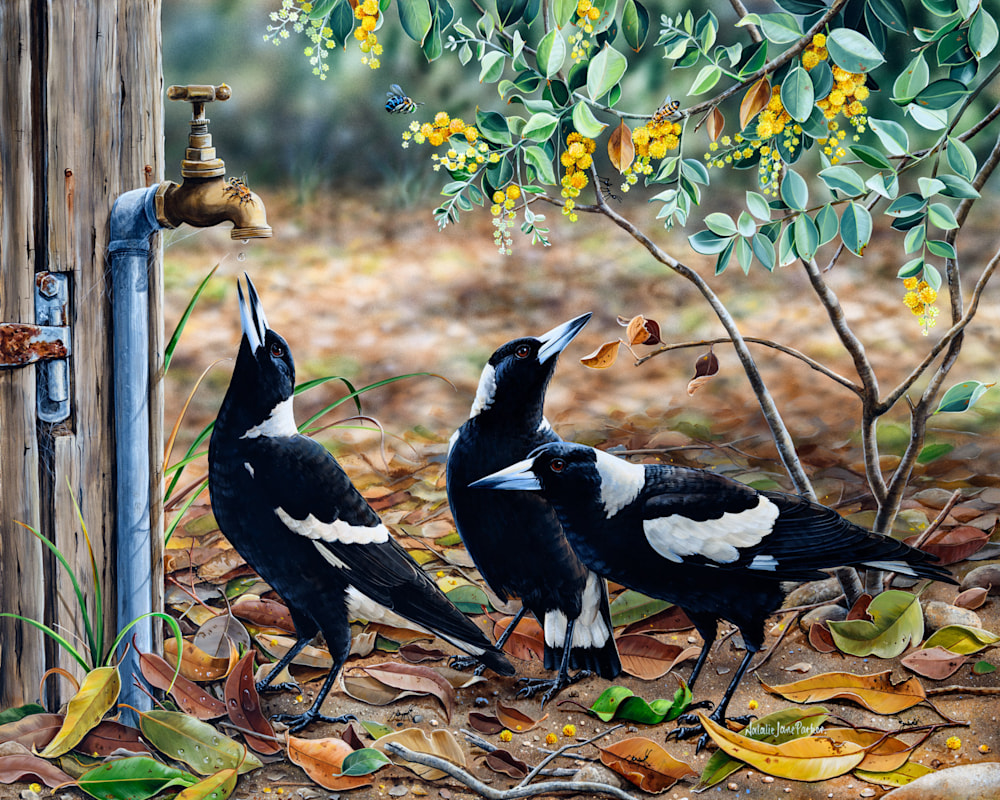 Waiting for my turn   Australian Magpies | Natalie Jane Parker