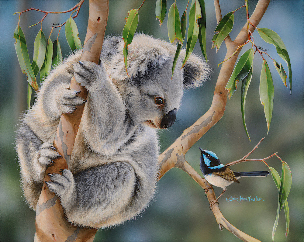 Aussie Greeting   Juvenile Koala And Superb Fairy Wren | Natalie Jane Parker | Australian Native Wildlife