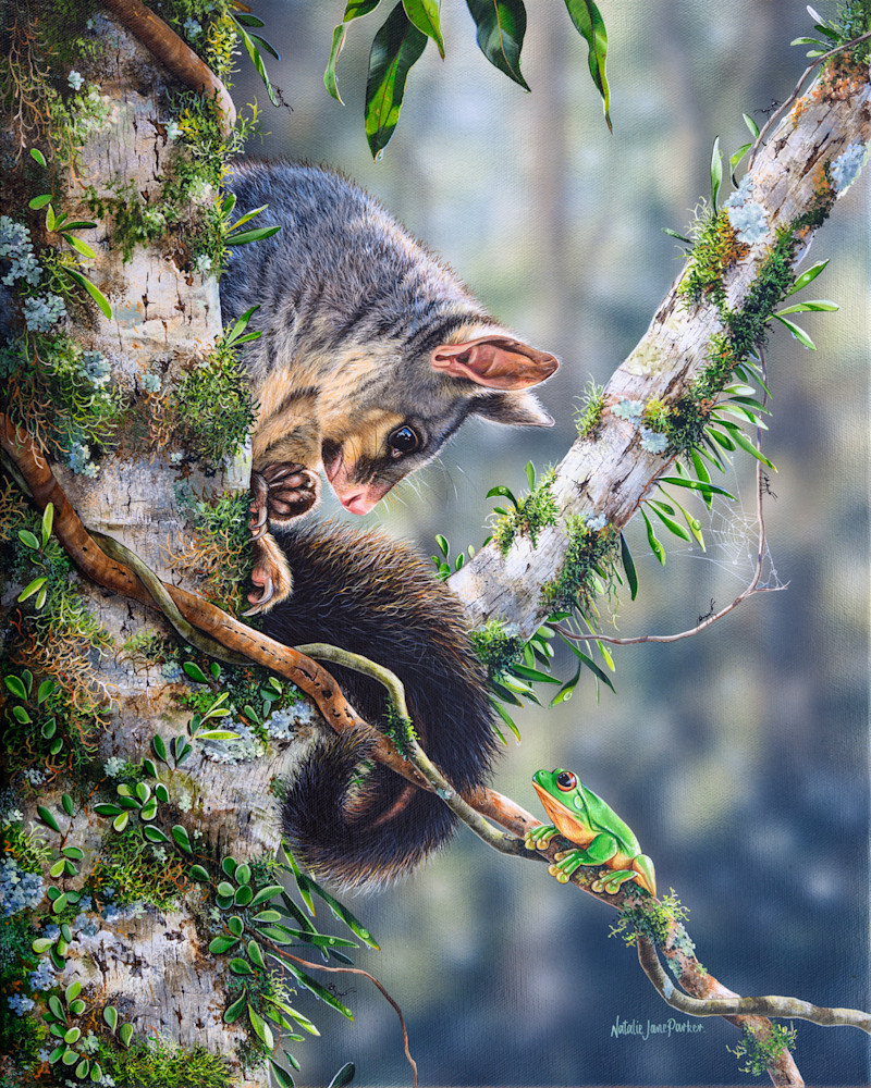 Curious   Common brushtail possum and red eyed tree frog