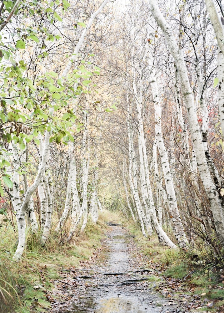 White Wood copy Large