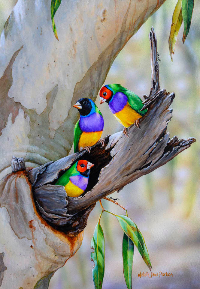 Australian Birdlife 2025 Wall Calendar Australian Birdlife Art by