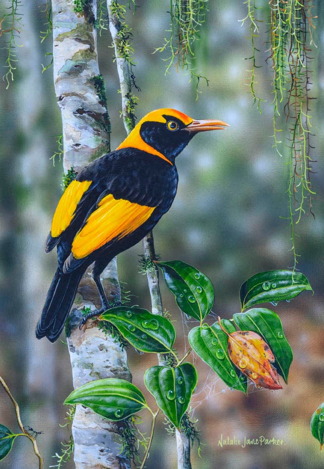 B109084 JLFAP   2025 Calendar 340x235mm PORTRAIT Birdlife V1 LR (1) 10