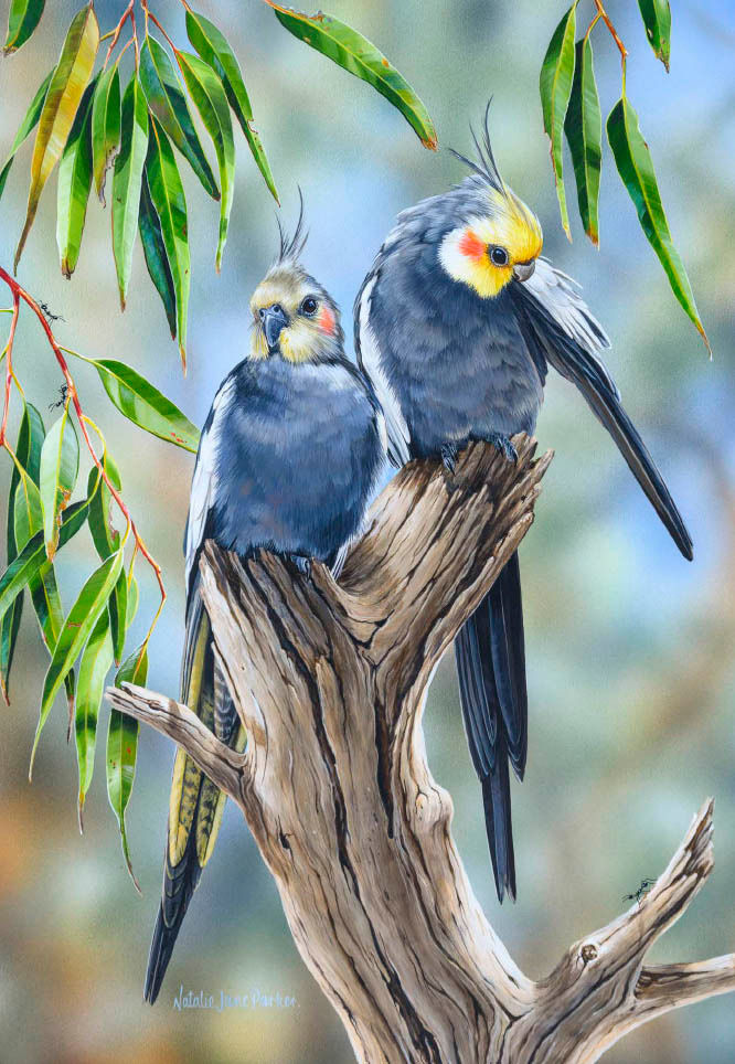 B109084 JLFAP   2025 Calendar 340x235mm PORTRAIT Birdlife V1 LR (1) 14 copy