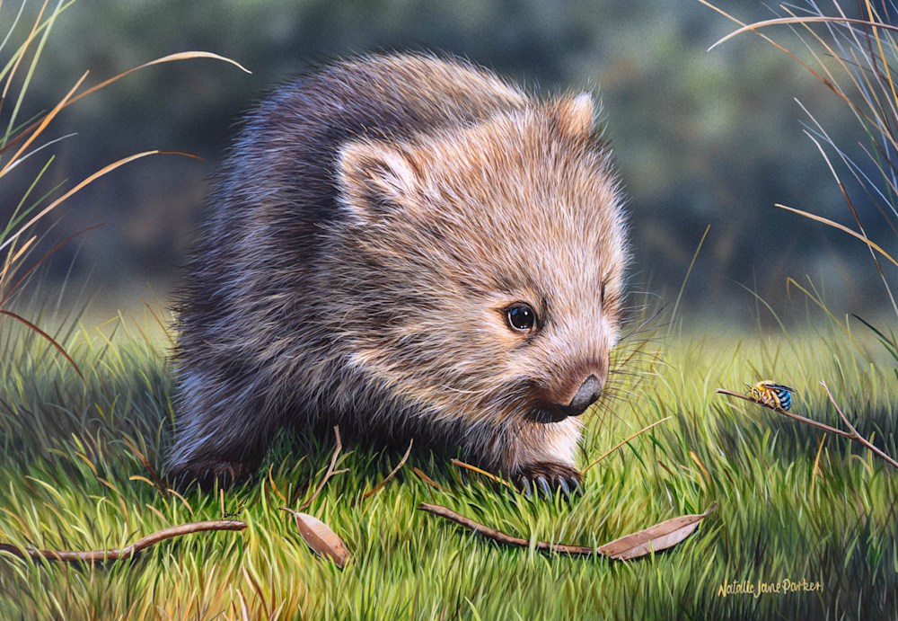 Afternoon Explorer   Bare nosed wombat with a blue banded bee copy