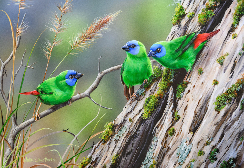 Northern Calling   Blue faced Parrot Finches copy