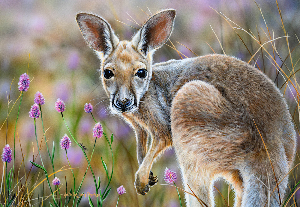 Outback Dawn   Red Kangaroo joey