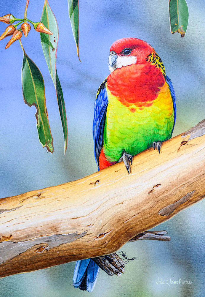 B109084 JLFAP   2025 Calendar 340x235mm PORTRAIT Birdlife V5 PRINT LR 12