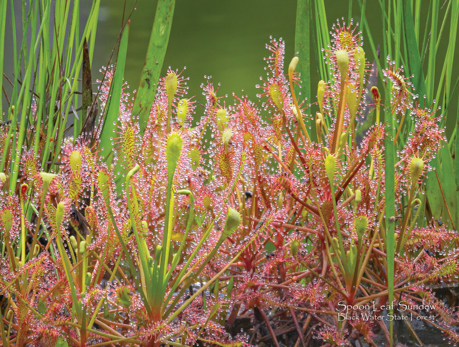 2025 Cal 0009 May Photo