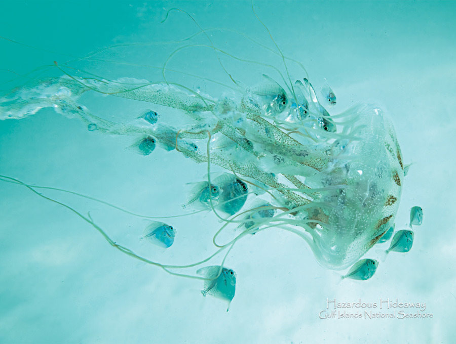 2025 Cal 0017 Sep Photo