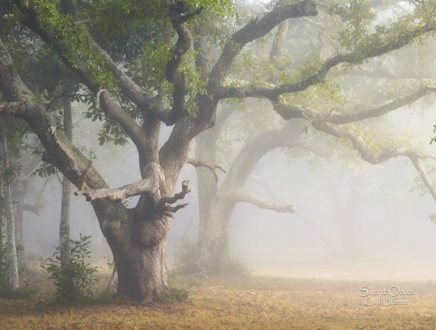 2025 Cal 0019 Oct Photo