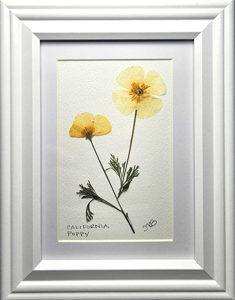 AF076 Poppy,Yellow