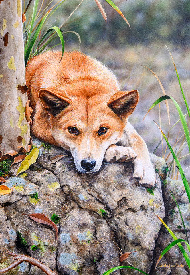 B114109 JLFAP   2026 Calendar 340x235mm PORTRAIT Aust Wildlife LR 16