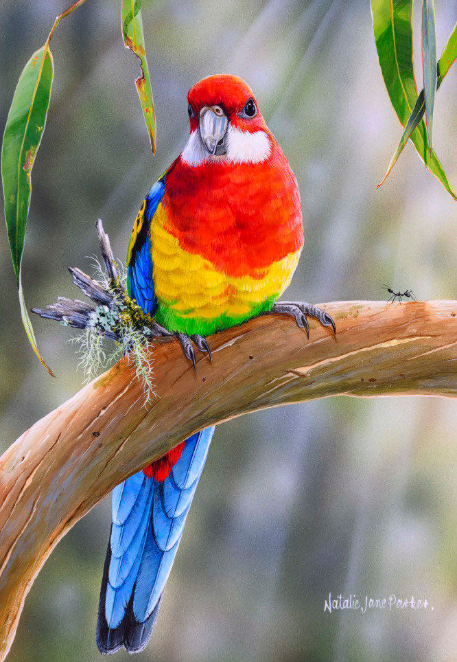 B114109 JLFAP   2026 Calendar 340x235mm PORTRAIT Aust Wildlife LR 20