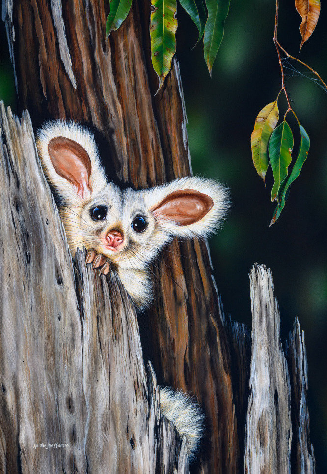 B114109 JLFAP   2026 Calendar 340x235mm PORTRAIT Aust Wildlife LR 24