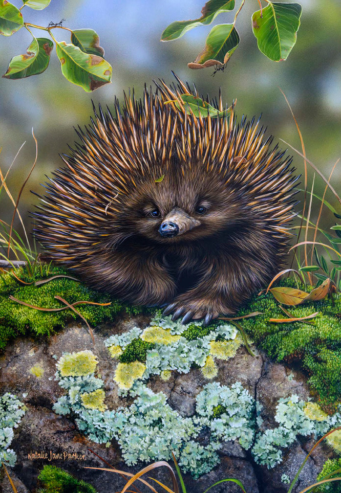 B114109 JLFAP   2026 Calendar 340x235mm PORTRAIT Aust Wildlife LR 6