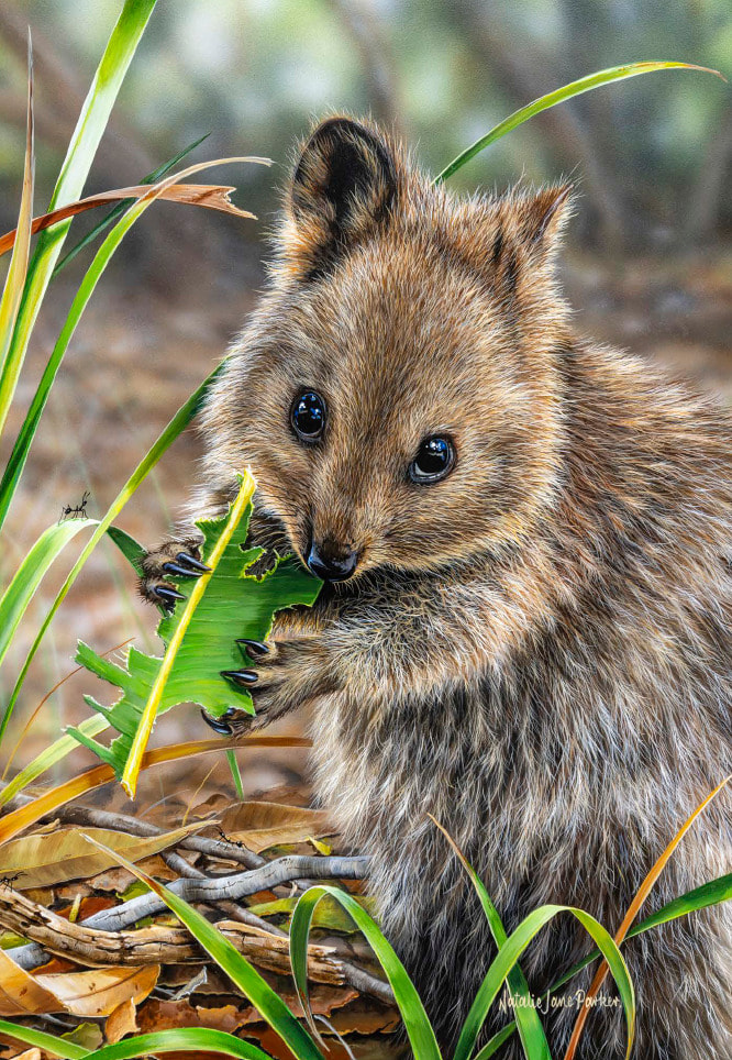 B114109 JLFAP   2026 Calendar 340x235mm PORTRAIT Aust Wildlife LR 8