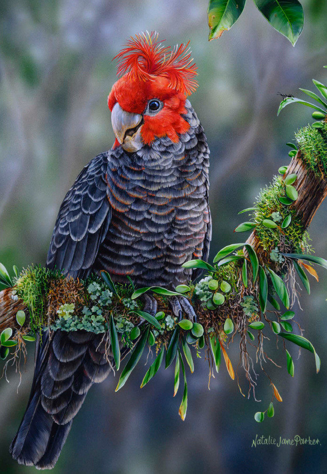 B114109 JLFAP   2026 Calendar 340x235mm PORTRAIT Aust Wildlife LR 12