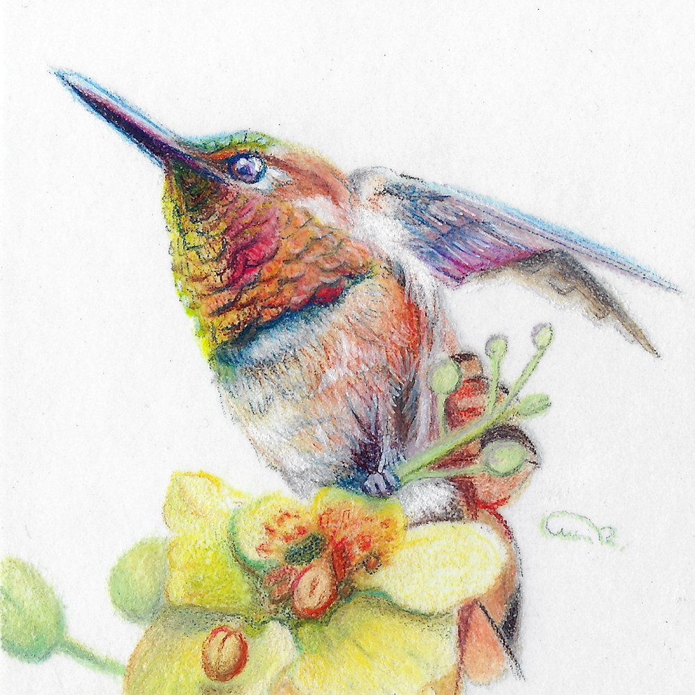 Color pencil original of a Rufous Hummingbird miniature artwork titled "Desert Ember," part of the Gemwing Series by Allison Richter