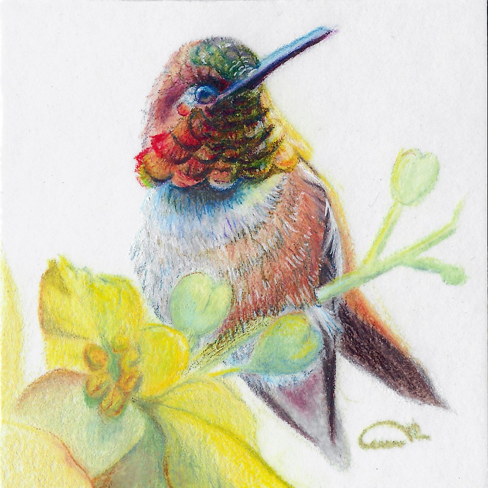 Color pencil original of a Rufous Hummingbird miniature artwork titled "Desert Radiance," part of the Gemwing Series by Allison Richter