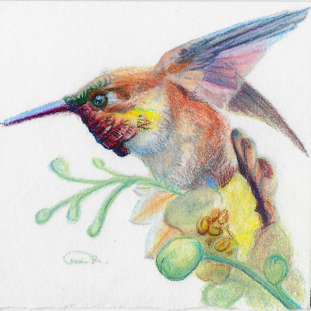 Color pencil original of a Rufous Hummingbird miniature artwork titled "Desert Prism," part of the Gemwing Series by Allison Richter