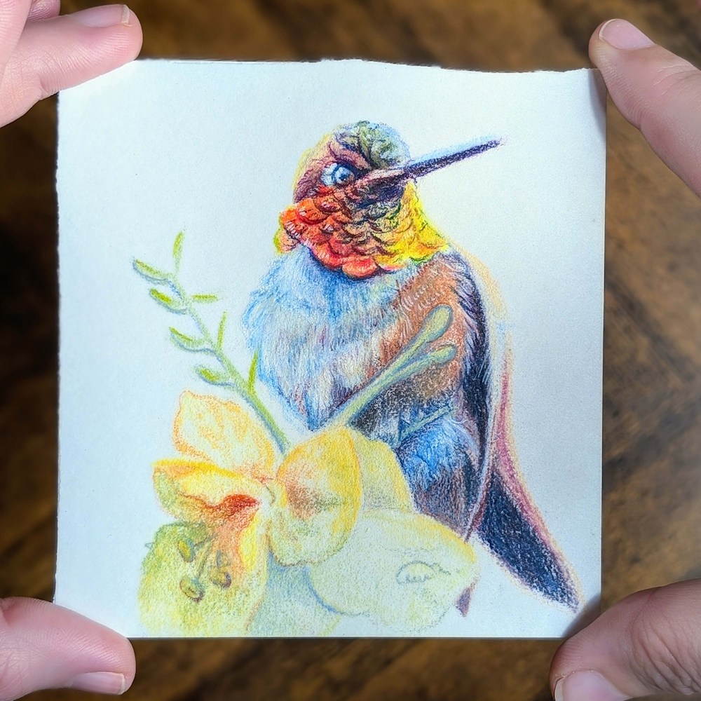 Gemwing Rufous Desert Opal – Color pencil hummingbird bird art held in hands, wood background