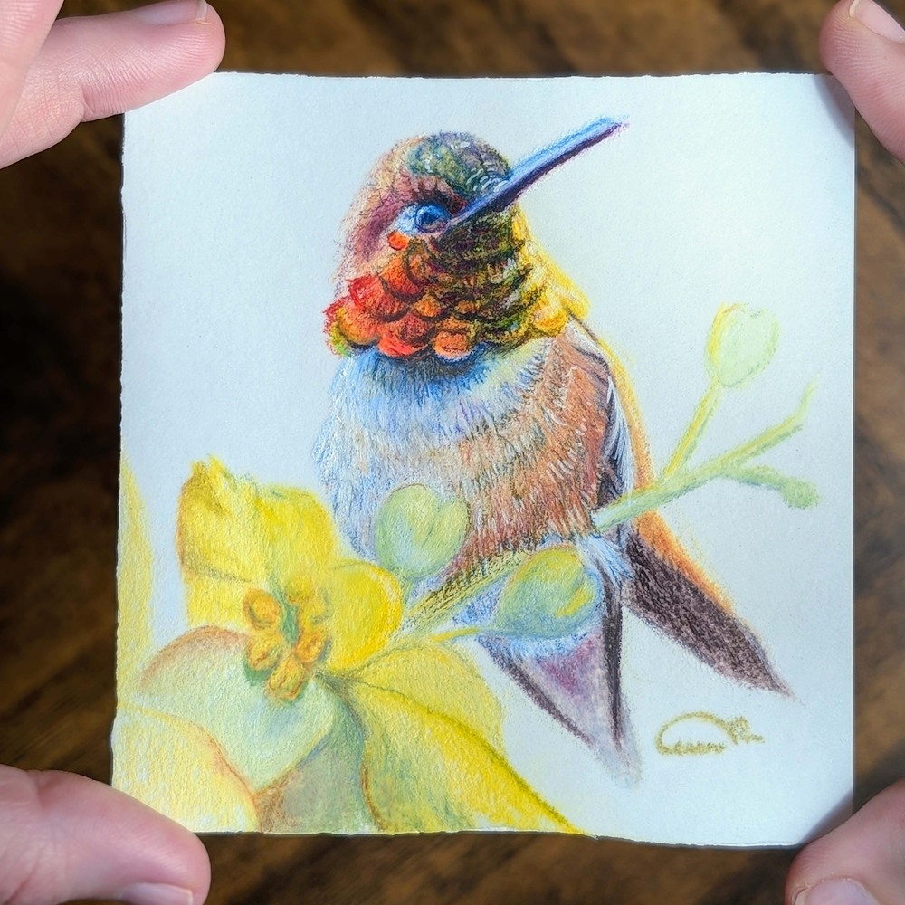 Gemwing Rufous Desert Radiance – Color pencil hummingbird bird art held in hands, wood background