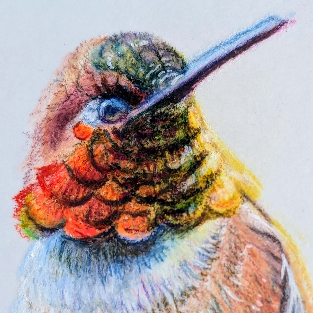 Gemwing Rufous Desert Radiance hummingbird portrait close-up