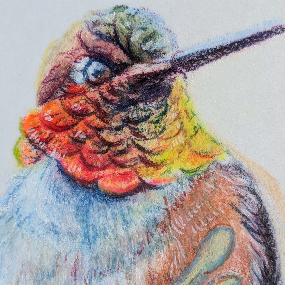 Gemwing Rufous Desert Opal hummingbird portrait close-up