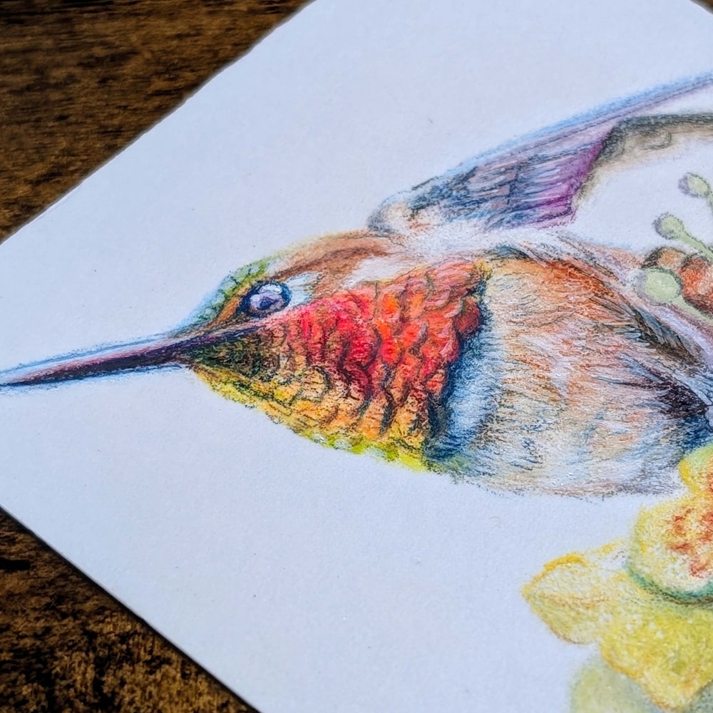 Color pencil rufous hummingbird with flowers on white paper, wood table background