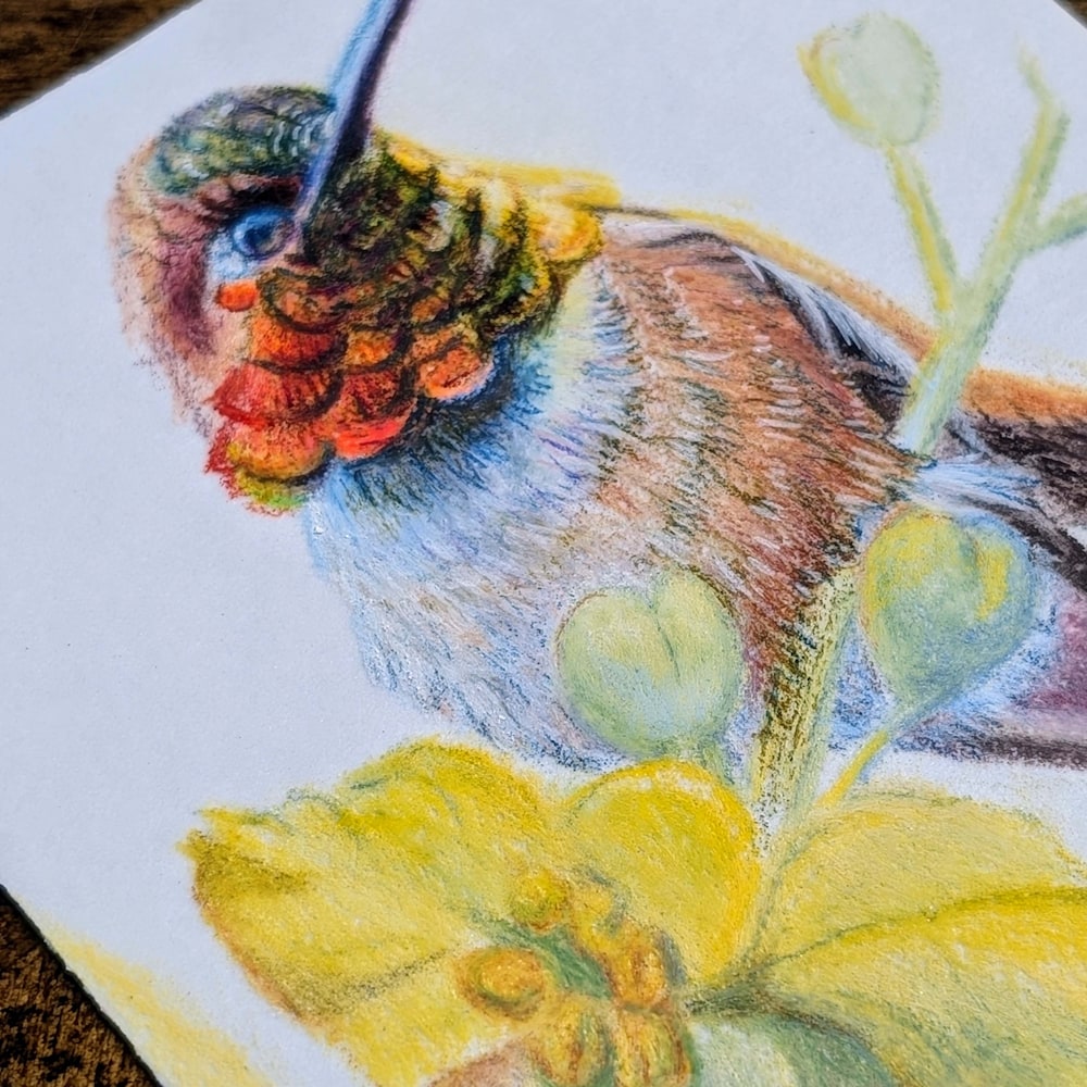 Color pencil rufous hummingbird facing left with yellow blossoms on white paper, wood table beneath