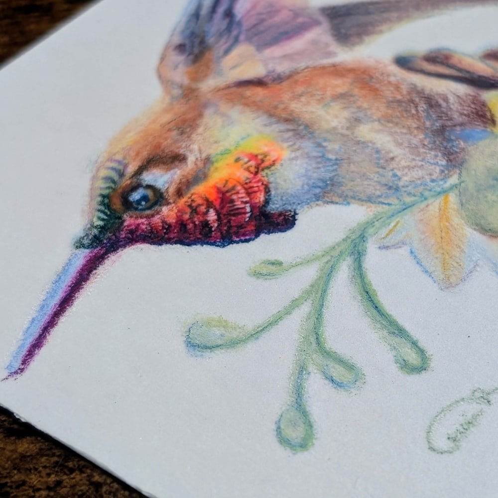 Color pencil rufous hummingbird in flight with iridescent throat and green desert branch on white paper