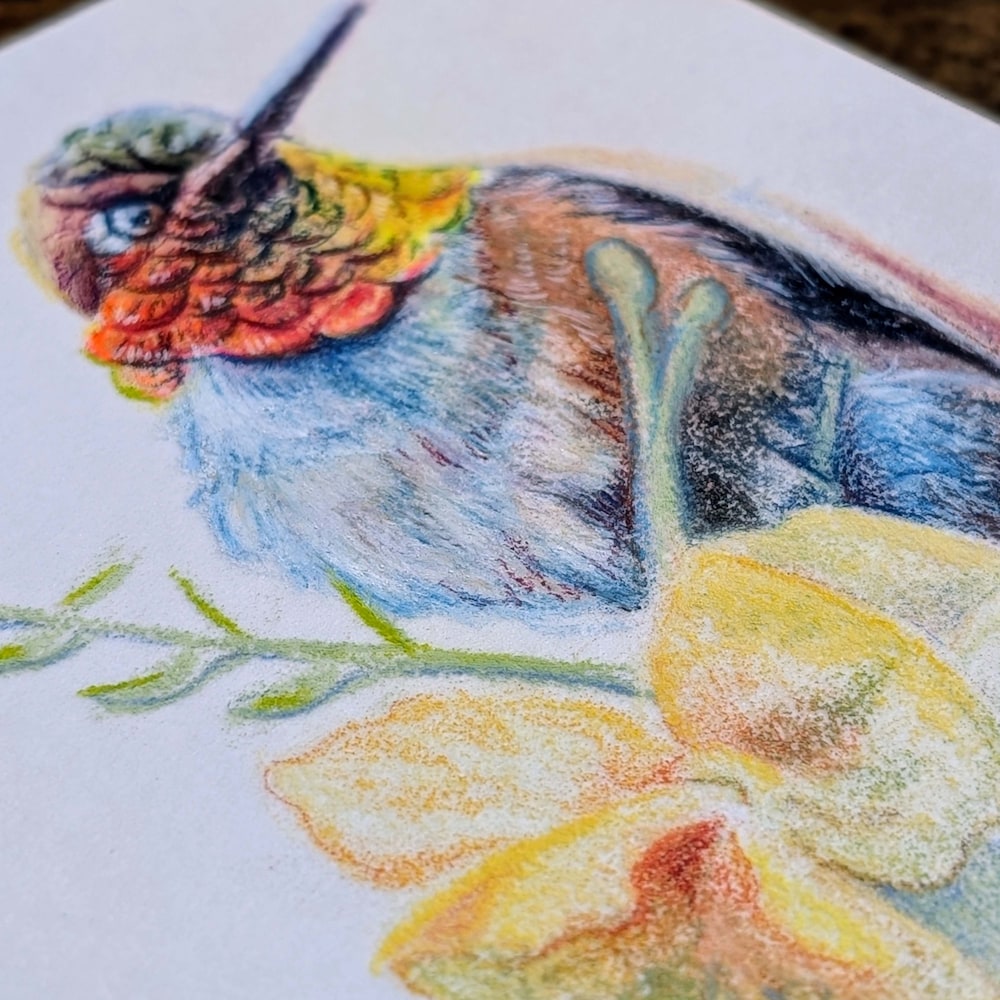 Color pencil rufous hummingbird with a fiery throat and cool blue belly perched beside a soft yellow desert bloom