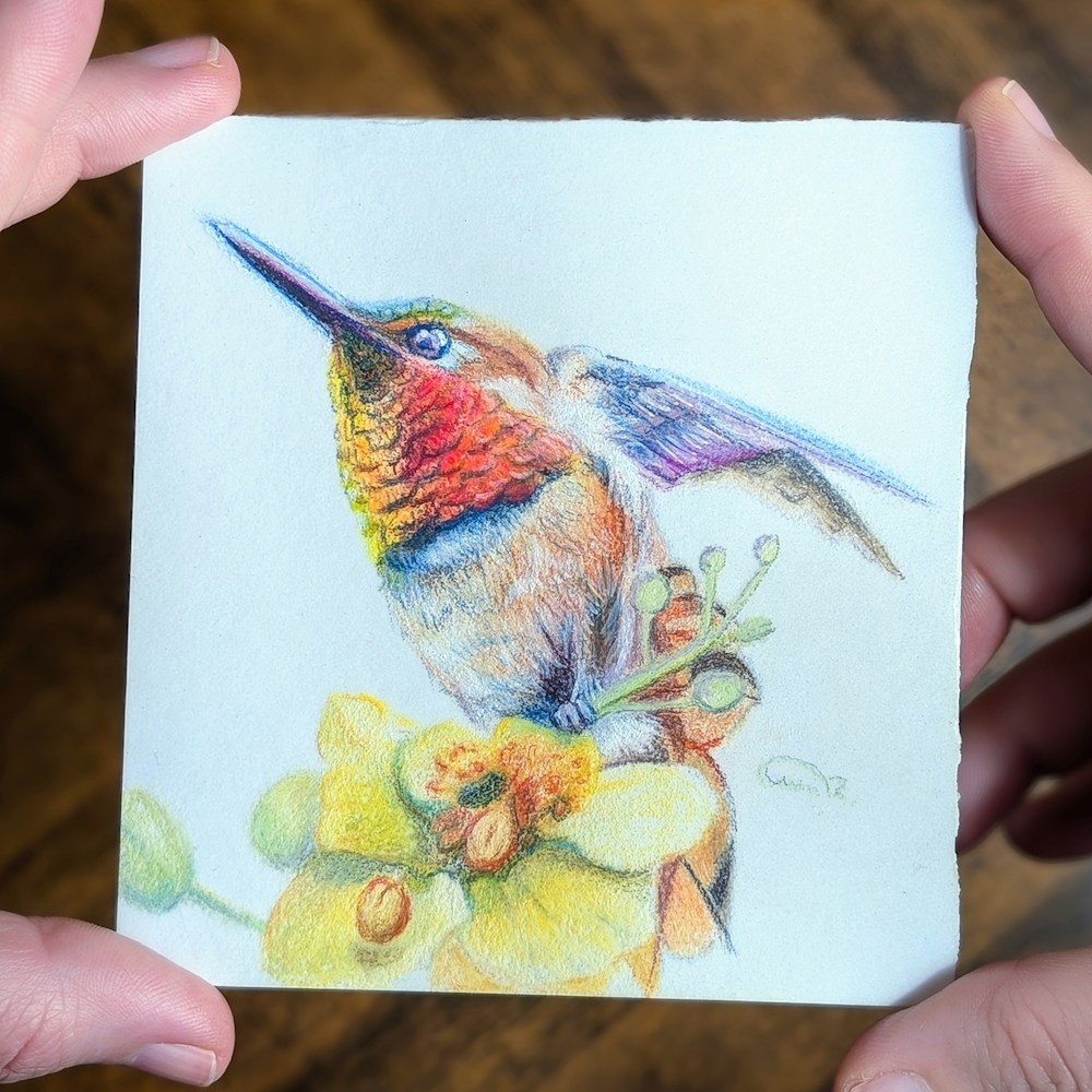 Color pencil original of a Rufous Hummingbird miniature artwork titled "Desert Ember," part of the Gemwing Series by Allison Richter
