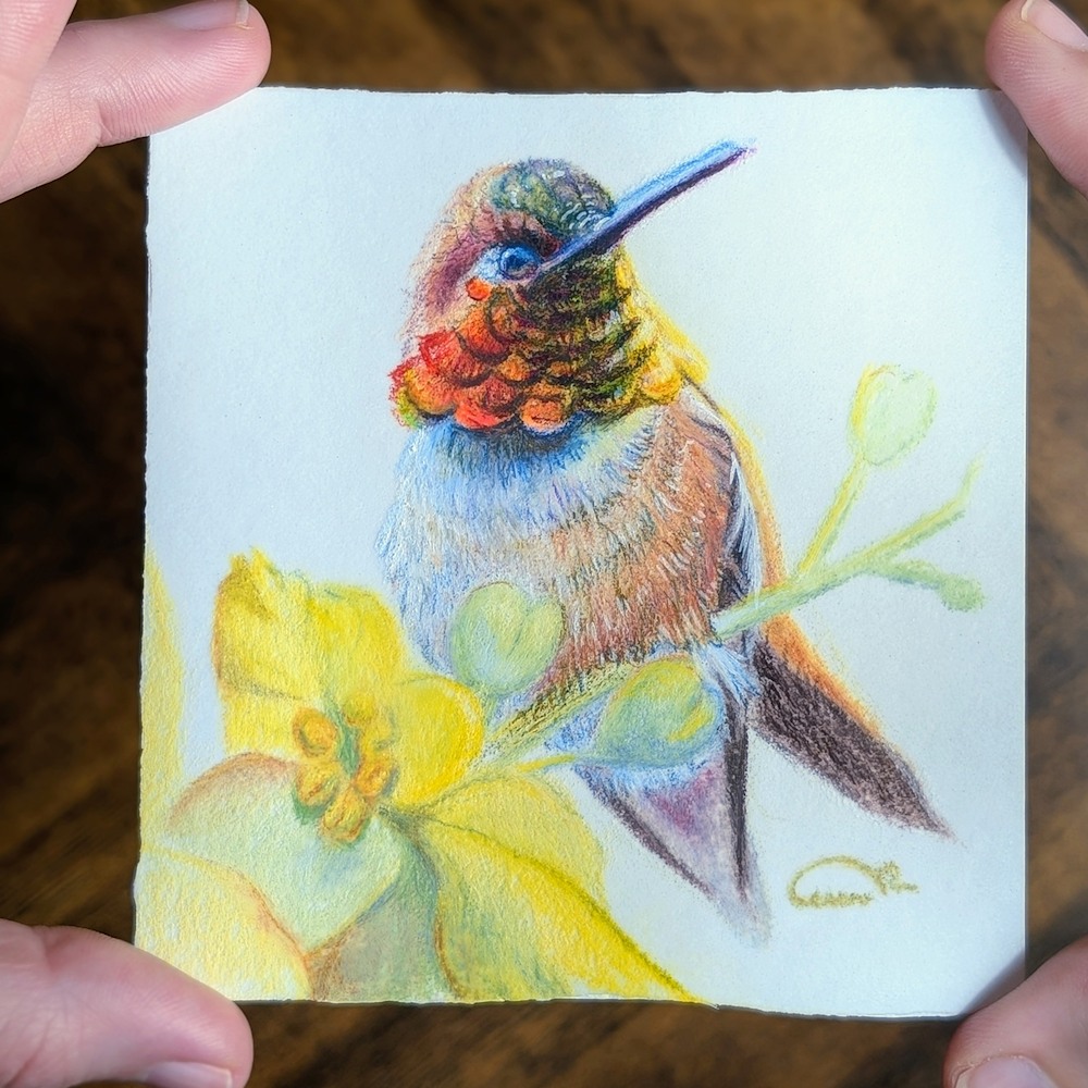 Color pencil original of a Rufous Hummingbird miniature artwork titled "Desert Radiance," part of the Gemwing Series by Allison Richter