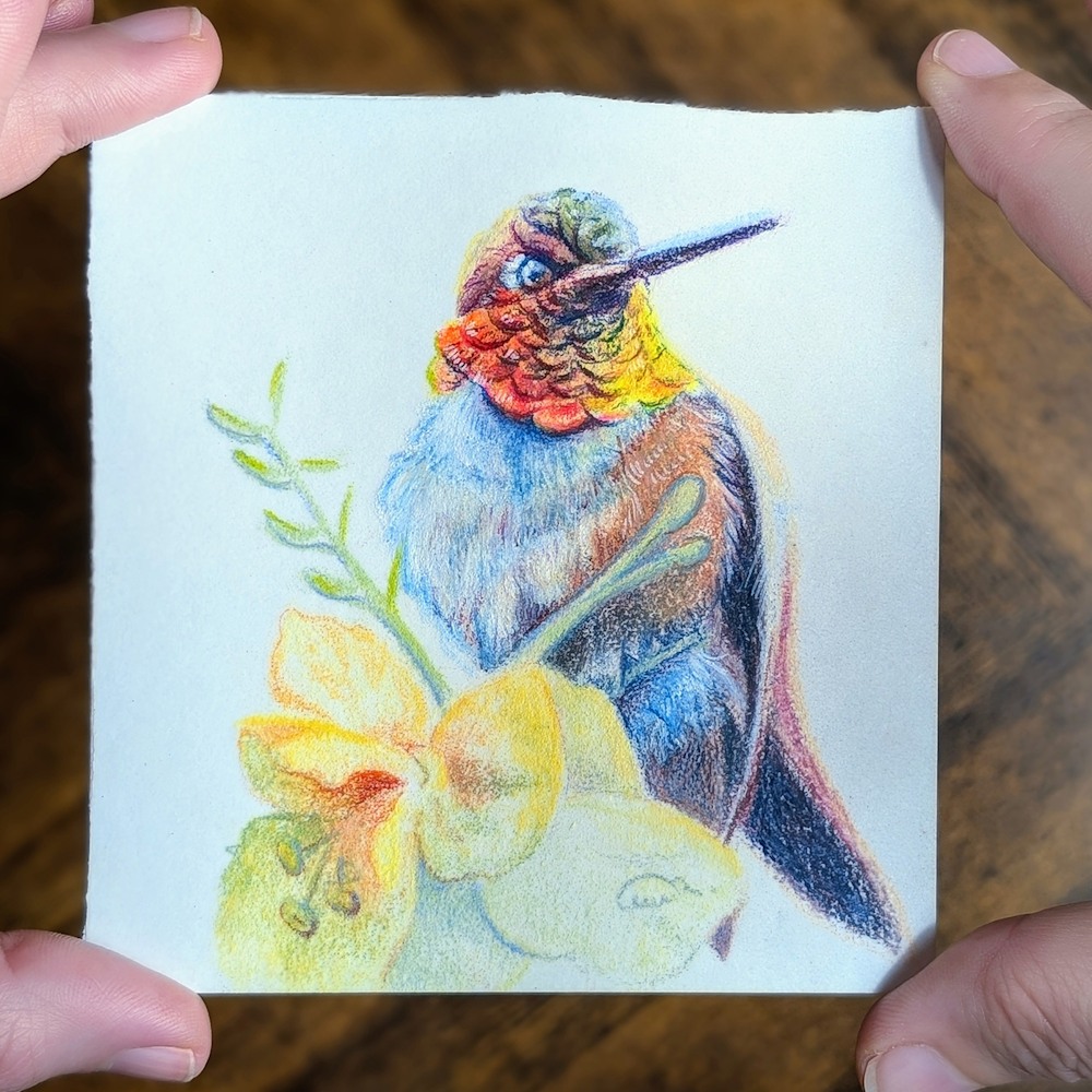 Color pencil original of a Rufous Hummingbird miniature artwork titled "Desert Opal," part of the Gemwing Series by Allison Richter