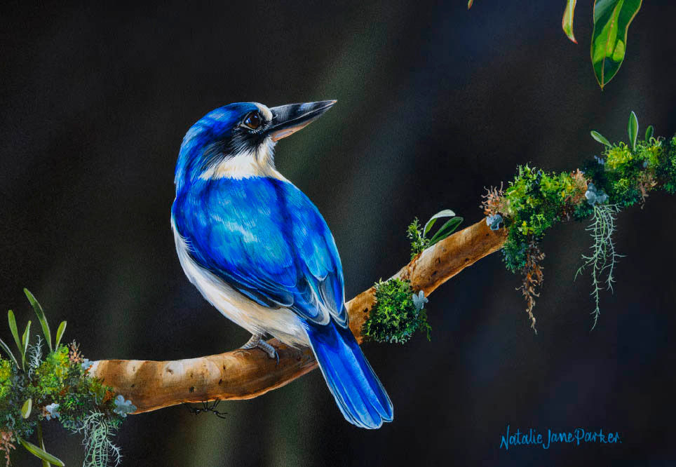 B114108 JLFAP   2025 Calendar 340x235mm LANDSCAPE Wildlife LR 14