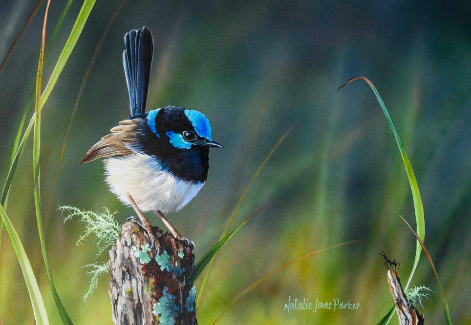 B114108 JLFAP   2025 Calendar 340x235mm LANDSCAPE Wildlife LR 2
