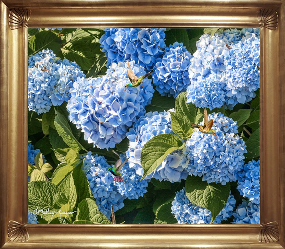 hydrangea fine art painting, oil on linen