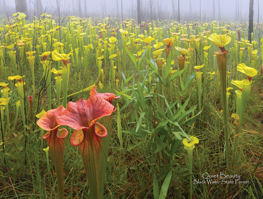 2026 Calendar 0009 May Photo