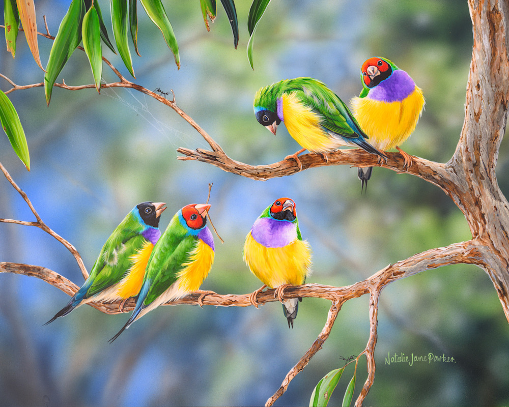 Australian-made 1000-piece Gouldian Finches puzzle, 50×70 cm