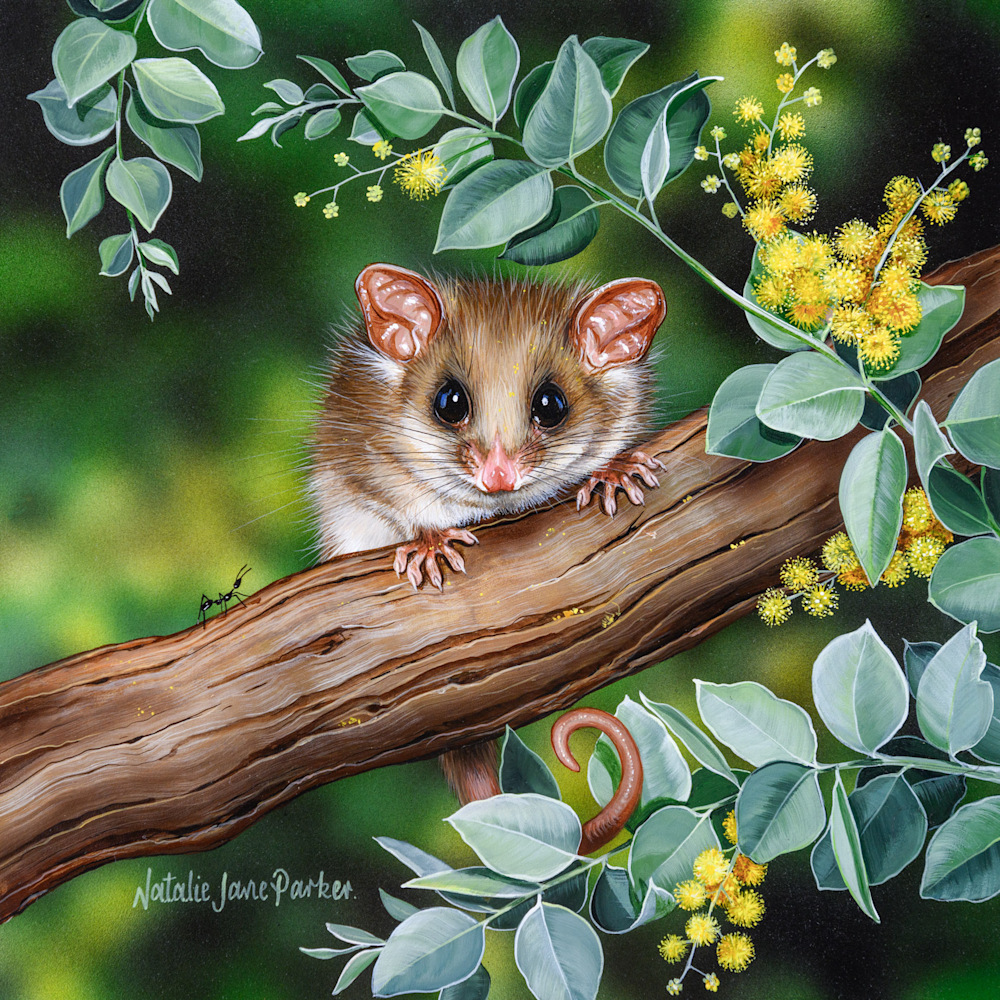 Playing in Pollen   Eastern Pygmy Possum (Cercartetus nanus) amongst Queensland Silver Wattle (Acacia podalyriifolia)